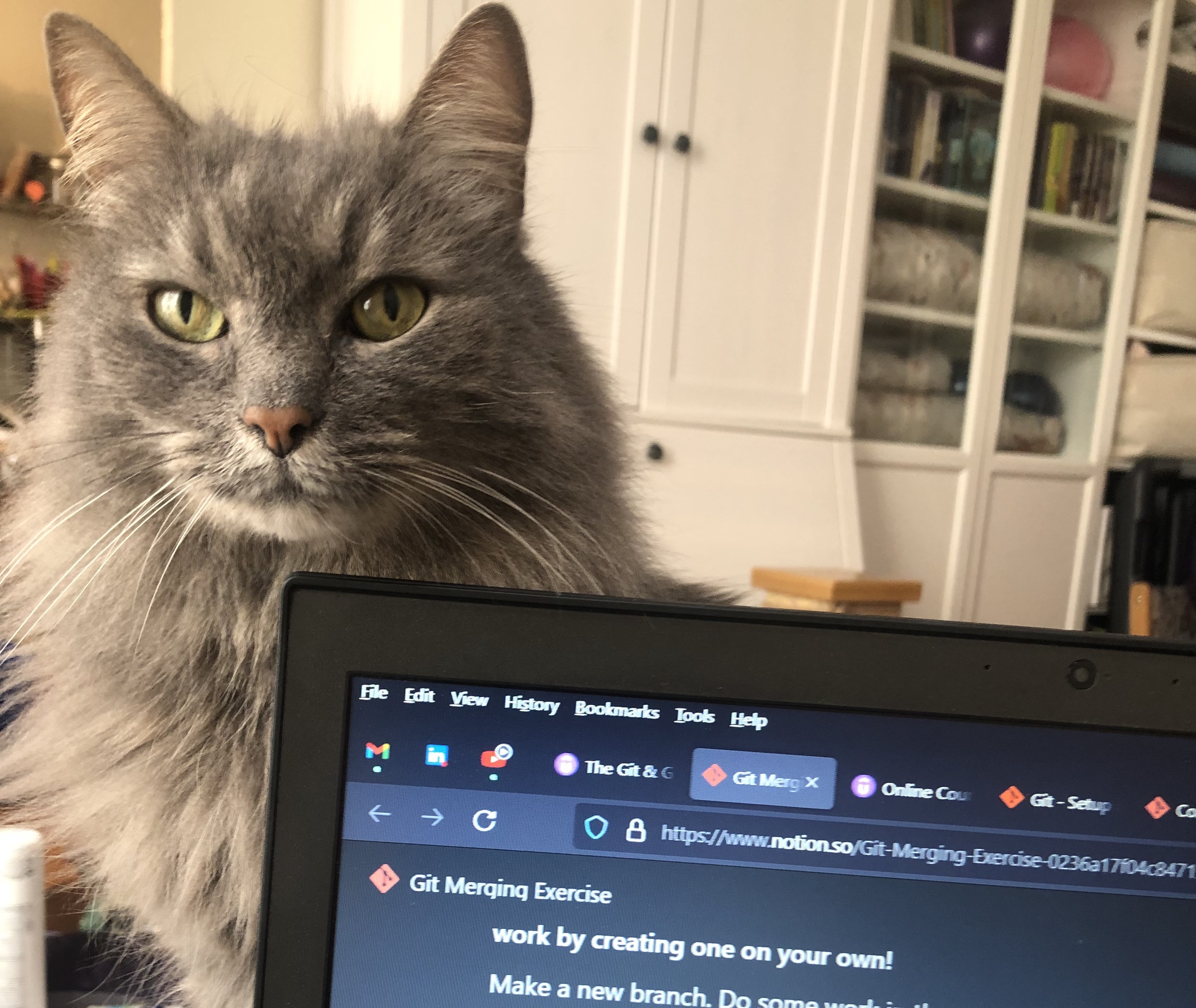 'Grey long haired cat peaking up over a laptop screen. The screen has a Git merging exercise on it and multiple tabs open. There's a set of white bookcases in the background. Some have solid doors, some have glass doors.'

