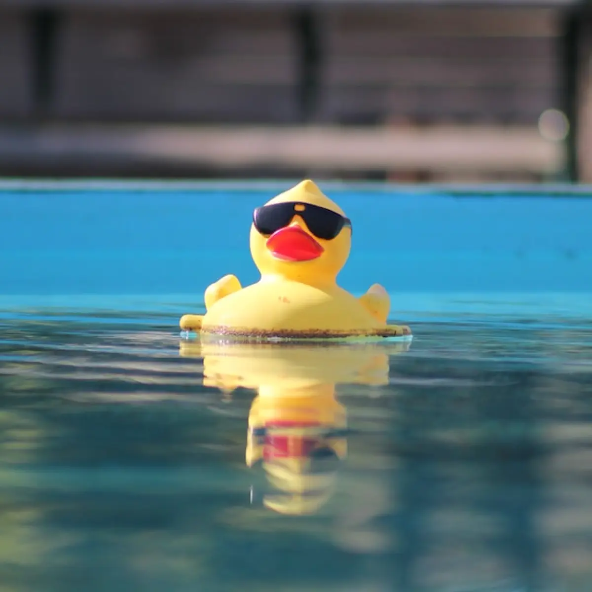 Photo: a yellow rubber duck wearing sunglasses floating in a pool.