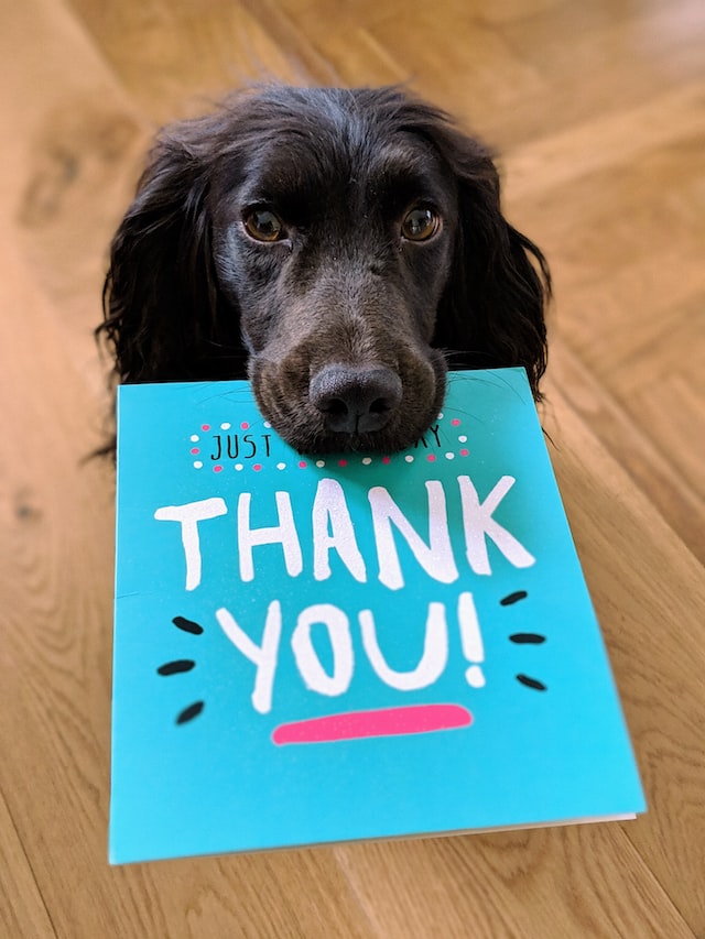 Dog with glossy black long fur holding a blue greeting card in its mouth that says thank you in big puffy letters. The dog looks like a larger spaniel.